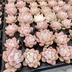 2‘’Rare Succulent Echeveria Jade Cuteness，Single head 5cm Pot 1 Live Mini Succulent Plant Fully Rooted in 2 inch Starter Pot with Soil Mix. Real House Plant for Indoor Outdoor Home. for Office Wedding Decoration DIY Projects Party Favor Gift.