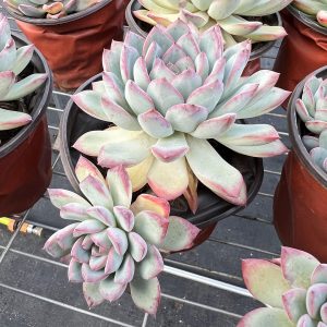 Echeveria Cherry，  2 Heads 12cm Pot Unique Gift, Hand Selected  Real House Plant for Indoor Outdoor Home.  for Office Wedding Decoration DIY Projects Party Favor Gift.  Bare Roots Delivery Ideal for landscaping, gardens