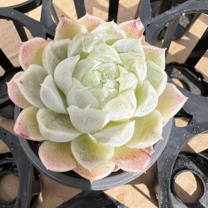 2‘’Echeveria Elegans'alba'， 3 Heads Rare Succulent Echeveria 1 Live Mini Succulent Plant Fully Rooted in 2 inch Starter Pot with Soil Mix. Real House Plant for Indoor Outdoor Home. for Office Wedding Decoration DIY Projects Party Favor Gift.