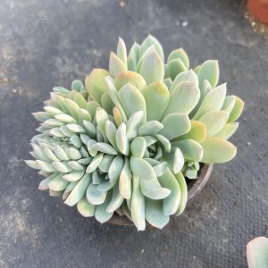 5‘’Echeveria 'Sasa'/Queen Sasha，Cristata 12cm Pot Live Succulent，Mini House Plant Easy to Grow, Unique Gift, Hand Selecte 🚚Bare Roots Delivery Ideal for landscaping, gardens Real House Plant for Indoor Outdoor Home. for Office Wedding Decoration DIY Projects Party Favor Gift.