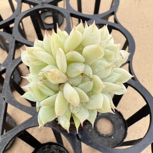 Echeveria Derenbergii，  2 Heads 5cm Pot 2‘’Rare Succulent Echeveria  1 Live Mini Succulent Plant Fully Rooted in 2 inch Starter Pot with Soil Mix.  Real House Plant for Indoor Outdoor Home.  for Office Wedding Decoration DIY Projects Party Favor Gift.