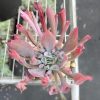 4.75‘’Echeveria Pinky Nose， Single head 12cm Pot  Rare Succulent Echeveria  Bare Roots Delivery Ideal for landscaping, gardens