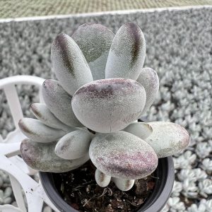 Echeveria Cotyledon orbiculata， 2‘’Single head Mini House Plant 1 Live Mini Succulent Plant Fully Rooted in 2 inch Starter Pot with Soil Mix. Real House Plant for Indoor Outdoor Home. for Office Wedding Decoration DIY Projects Party Favor Gift.