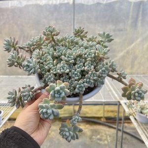 Echeveria Sedum Clavatum， Cluster 18cm Pot，Scented Succulents Bare Roots Delivery Ideal for landscaping, gardens Scented Succulents，20-25cm or more.. Real House Plant for Indoor Outdoor Home. for Office Wedding Decoration DIY Projects Party Favor Gift.