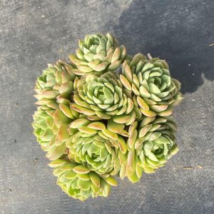 Captivating Citrus Trio:  Echeveria Lime & Chili's Three Heads,  a Marvel in a 4.75-Inch  Bare Roots Delivery Ideal for landscaping, gardens