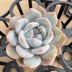 2‘’Rare Succulent Echeveria elegans 'Potosina'，Single head 5cm Pot 1 Live Mini Succulent Plant Fully Rooted in 2 inch Starter Pot with Soil Mix. Real House Plant for Indoor Outdoor Home. for Office Wedding Decoration DIY Projects Party Favor Gift.