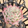 Rare Succulents Echeveria Jade Butterfly，Single head 5cm Pot 1 Live Mini Succulent Plant Fully Rooted in 2 inch Starter Pot with Soil Mix. Real House Plant for Indoor Outdoor Home. for Office Wedding Decoration DIY Projects Party Favor Gift.