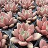 Echeveria Peach Blossom Spring，  Single head 5cm Pot  1 Live Mini Succulent Plant Fully Rooted in 2 inch Starter Pot with Soil Mix.  Real House Plant for Indoor Outdoor Home.  for Office Wedding Decoration DIY Projects Party Favor Gift.