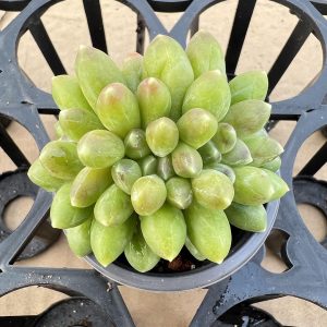 Rare Succulent Echeveria Pachyphytum Compactum， 2‘’Cristata 5cm Pot 1 Live Mini Succulent Plant Fully Rooted in 2 inch Starter Pot with Soil Mix. Real House Plant for Indoor Outdoor Home. for Office Wedding Decoration DIY Projects Party Favor Gift.