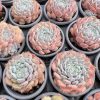 Echeveria Setosa var. minor:  Singular Beauty in a Petite 2-Inch Pot  1 Live Mini Succulent Plant Fully Rooted in 2 inch Starter Pot with Soil Mix.  Real House Plant for Indoor Outdoor Home.  or Office Wedding Decoration DIY Projects Party Favor Gift.