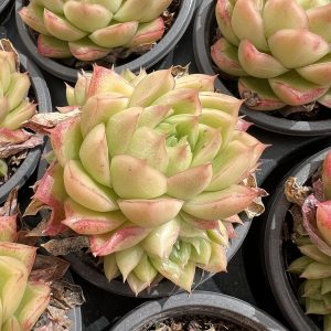 Echeveria 'Queen's Rose'， Small Cluster 5cm Pot 2" Rare Succulent Echeveria  1 Live Mini Succulent Plant Fully Rooted in 2 inch Starter Pot with Soil Mix. Real House Plant for Indoor Outdoor Home. for Office Wedding Decoration DIY Projects Party Favor Gift.