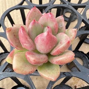 Echeveria 'Avocado Cream'， 2‘’Single head Live Mini Succulent Plant 1 Live Mini Succulent Plant Fully Rooted in 2 inch Starter Pot with Soil Mix. Real House Plant for Indoor Outdoor Home. for Office Wedding Decoration DIY Projects Party Favor Gift.