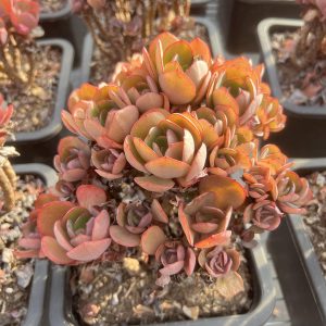 7.5‘’Echeveria 'Suyon'，Cluster 18cm Pot Unique Gift, Hand Selected Bare Roots Delivery Ideal for landscaping, gardens Real House Plant for Indoor Outdoor Home. for Office Wedding Decoration DIY Projects Party Favor Gift.