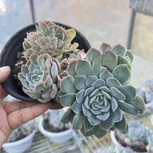 5‘’Echeveria 'Sasa'/Queen Sasha，Cristata 12cm Pot Live Succulent，Mini House Plant Easy to Grow, Unique Gift, Hand Selecte 🚚Bare Roots Delivery Ideal for landscaping, gardens Real House Plant for Indoor Outdoor Home. for Office Wedding Decoration DIY Projects Party Favor Gift.