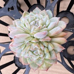 2‘’Live Mini Succulent Plant Echeveria Icey， 2 Heads 5cm Pot Boutique. 1 Live Mini Succulent Plant Fully Rooted in 2 inch Starter Pot with Soil Mix. Real House Plant for Indoor Outdoor Home. for Office Wedding Decoration DIY Projects Party Favor Gift.