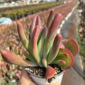 4.75‘’Rare Succulent Echeveria fire fox，Cluster Mini House Plant