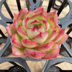 Echeveria Greenery，  Single head 5cm Pot 2‘’Mini House Plant  1 Live Mini Succulent Plant Fully Rooted in 2 inch Starter Pot with Soil Mix.  Real House Plant for Indoor Outdoor Home.  for Office Wedding Decoration DIY Projects Party Favor Gift.