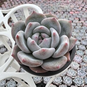 2‘’Rare Succulent Echeveria Monroe，  Single head 5cm Pot Unique Gift, Hand Selected  1 Live Mini Succulent Plant Fully Rooted in 2 inch Starter Pot with Soil Mix.  Real House Plant for Indoor Outdoor Home.  for Office Wedding Decoration DIY Projects Party Favor Gift.