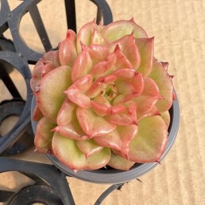 Unveiling Petite Beauty: Echeveria Rolly,  a Single Head Flourishing in a 2-Inch Pot  1 Live Mini Succulent Plant Fully Rooted in 2 inch Starter Pot with Soil Mix.  Real House Plant for Indoor Outdoor Home.  for Office Wedding Decoration DIY Projects Party Favor Gift.