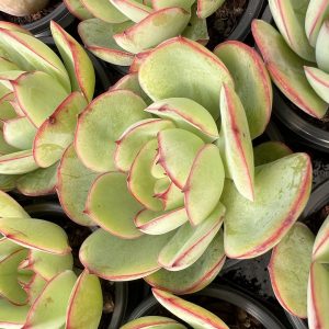 Echeveria Peony Pavilion，Single head 5cm Pot Live Succulents Plants 1 Live Mini Succulent Plant Fully Rooted in 2 inch Starter Pot with Soil Mix. Real House Plant for Indoor Outdoor Home. for Office Wedding Decoration DIY Projects Party Favor Gift.