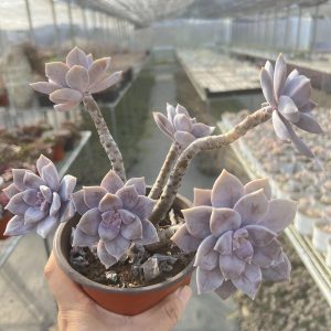 Bare Roots Delivery Ideal for landscaping, gardens  Graptopetalum pentandrum ssp.superbum， 4.75‘’Cluster Rare Succulent Rare Succulent Echeveria  Real House Plant for Indoor Outdoor Home. for Office Wedding Decoration DIY Projects Party Favor Gift.