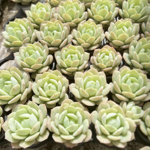 Echeveria Love Song，  Single head 5cm Pot  Mini House Plant, Easy to Grow  1 Live Mini Succulent Plant Fully Rooted in 2 inch Starter Pot with Soil Mix.  Real House Plant for Indoor Outdoor Home.  for Office Wedding Decoration DIY Projects Party Favor Gift.