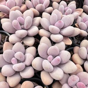 2‘’Rare Succulent Echeveria Graptopetalum Amethystinum， 1 Live Mini Succulent Plant Fully Rooted in 2 inch Starter Pot with Soil Mix. Real House Plant for Indoor Outdoor Home. for Office Wedding Decoration DIY Projects Party Favor Gift.