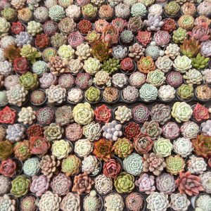 2‘’Live Mini Succulent Plant Discount Package.100Random Species，7Per Set，5cm Pot  7 bottom brackets*1pack+water storage basin*1. Better water conservation Easy maintenance and shape control