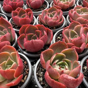 Rare Succulent Echeveria 2‘’Echeveria Lilina， Single head 5cm Pot. 1 Live Mini Succulent Plant Fully Rooted in 2 inch Starter Pot with Soil Mix. Real House Plant for Indoor Outdoor Home. for Office Wedding Decoration DIY Projects Party Favor Gift.