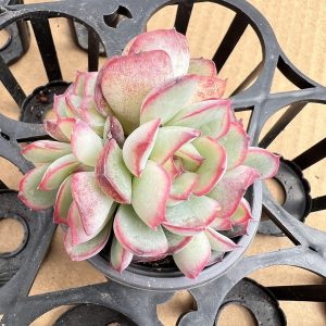 Echeveria Moon Goddess，  Single head 5cm Pot Unique Gift, Hand Selected  1 Live Mini Succulent Plant Fully Rooted in 2 inch Starter Pot with Soil Mix.  Real House Plant for Indoor Outdoor Home.  for Office Wedding Decoration DIY Projects Party Favor Gift.