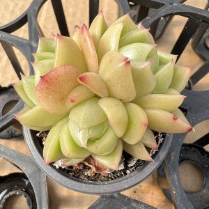 Echeveria Meaty Ice City， Single head 5cm Pot Rare Succulent Echeveria 1 Live Mini Succulent Plant Fully Rooted in 2 inch Starter Pot with Soil Mix. Real House Plant for Indoor Outdoor Home. for Office Wedding Decoration DIY Projects Party Favor Gift.