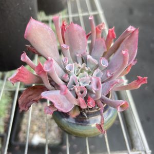 4.75‘’Echeveria Pinky Nose， Single head 12cm Pot  Rare Succulent Echeveria  Bare Roots Delivery Ideal for landscaping, gardens