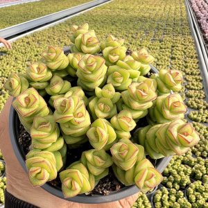 Lush Extravaganza:  Echeveria Crassula 'Jade Necklace'  Showcases 20 Heads or More in a 4.75-Inch Cluster Pot Ships with potting soil 20 heads or more..