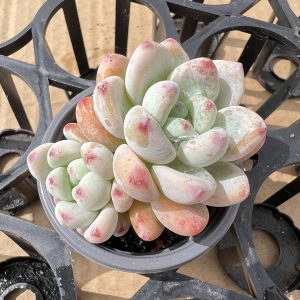 Echeveria Sedum Clavatum，2 Heads 5cm Pot，Scented Succulents 1 Live Mini Succulent Plant Fully Rooted in 2 inch Starter Pot with Soil Mix. Real House Plant for Indoor Outdoor Home. for Office Wedding Decoration DIY Projects Party Favor Gift.