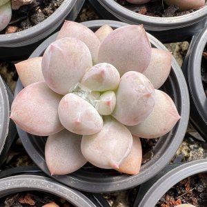 2‘’Rare Succulent Echeveria Snow Demon， Single head 5cm Pot  1 Live Mini Succulent Plant Fully Rooted in 2 inch Starter Pot with Soil Mix.  Real House Plant for Indoor Outdoor Home.  for Office Wedding Decoration DIY Projects Party Favor Gift.