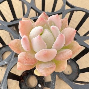 2‘’Rare Succulent Echeveria Jade Cuteness，Single head 5cm Pot 1 Live Mini Succulent Plant Fully Rooted in 2 inch Starter Pot with Soil Mix. Real House Plant for Indoor Outdoor Home. for Office Wedding Decoration DIY Projects Party Favor Gift.