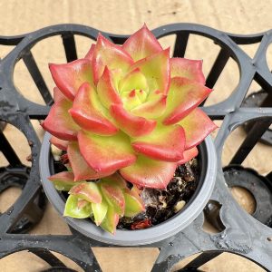 Echeveria Flame Thia/Sedeveria Letizia，Single head 5cm Pot 1 Live Mini Succulent Plant Fully Rooted in 2 inch Starter Pot with Soil Mix. Real House Plant for Indoor Outdoor Home. for Office Wedding Decoration DIY Projects Party Favor Gift.