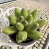 Pachyphytum Compactum， 2‘’Single head 5cm Pot Live Mini Succulent Plant 1 Live Mini Succulent Plant Fully Rooted in 2 inch Starter Pot with Soil Mix. Real House Plant for Indoor Outdoor Home. for Office Wedding Decoration DIY Projects Party Favor Gift.