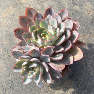 A Touch of Royalty:  Echeveria Hera's Single Head Gracing a Generous 4.75-Inch  Rare Succulent Echeveria  Bare Roots Delivery Ideal for landscaping, gardens