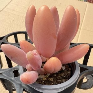 2‘’Rare Succulents Echeveria Red Fingers/Pachysedum'Ganzhou'2 Heads 1 Live Mini Succulent Plant Fully Rooted in 2 inch Starter Pot with Soil Mix. Real House Plant for Indoor Outdoor Home. for Office Wedding Decoration DIY Projects Party Favor Gift.