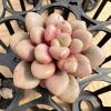 Echeveria Vanguard Party， 2‘’Single head Live Mini Succulent Plant 1 Live Mini Succulent Plant Fully Rooted in 2 inch Starter Pot with Soil Mix. Real House Plant for Indoor Outdoor Home. for Office Wedding Decoration DIY Projects Party Favor Gift.