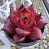 Echeveria Romeo Rubin(genuine)，Single head 5cm Pot Mini House Plant 1 Live Mini Succulent Plant Fully Rooted in 2 inch Starter Pot with Soil Mix. Real House Plant for Indoor Outdoor Home. for Office Wedding Decoration DIY Projects Party Favor Gift.