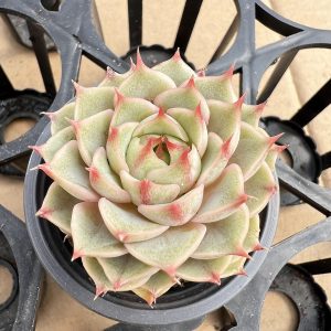 Rare Succulent Echeveria Ben Badis，  Single head 5cm Pot  1 Live Mini Succulent Plant Fully Rooted in 2 inch Starter Pot with Soil Mix.  Real House Plant for Indoor Outdoor Home.  for Office Wedding Decoration DIY Projects Party Favor Gift.