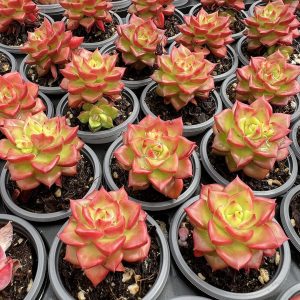 Echeveria Flame Thia/Sedeveria Letizia，Single head 5cm Pot 1 Live Mini Succulent Plant Fully Rooted in 2 inch Starter Pot with Soil Mix. Real House Plant for Indoor Outdoor Home. for Office Wedding Decoration DIY Projects Party Favor Gift.