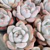 2‘’Rare Succulent Echeveria elegans 'Potosina'，Single head 5cm Pot 1 Live Mini Succulent Plant Fully Rooted in 2 inch Starter Pot with Soil Mix. Real House Plant for Indoor Outdoor Home. for Office Wedding Decoration DIY Projects Party Favor Gift.