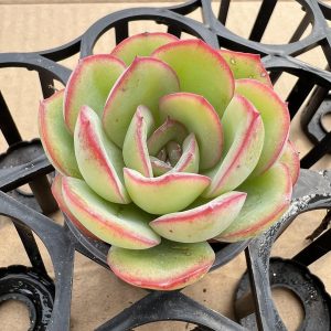 Echeveria Peony Pavilion，Single head 5cm Pot Live Succulents Plants 1 Live Mini Succulent Plant Fully Rooted in 2 inch Starter Pot with Soil Mix. Real House Plant for Indoor Outdoor Home. for Office Wedding Decoration DIY Projects Party Favor Gift.