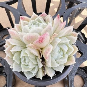 2 inch 3 Heads Echeveria Elegans'alba'，Rare Succulent，Unique Gift, Hand Selected，Echeveria Elegans Mexican Snowball