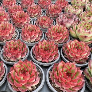 Echeveria Greenery，  Single head 5cm Pot 2‘’Mini House Plant  1 Live Mini Succulent Plant Fully Rooted in 2 inch Starter Pot with Soil Mix.  Real House Plant for Indoor Outdoor Home.  for Office Wedding Decoration DIY Projects Party Favor Gift.