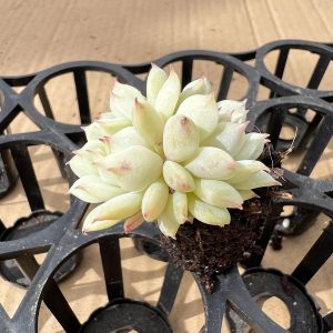 Echeveria Derenbergii，  2 Heads 5cm Pot 2‘’Rare Succulent Echeveria  1 Live Mini Succulent Plant Fully Rooted in 2 inch Starter Pot with Soil Mix.  Real House Plant for Indoor Outdoor Home.  for Office Wedding Decoration DIY Projects Party Favor Gift.