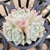 2‘’Echeveria Elegans'alba'， 3 Heads Rare Succulent Echeveria 1 Live Mini Succulent Plant Fully Rooted in 2 inch Starter Pot with Soil Mix. Real House Plant for Indoor Outdoor Home. for Office Wedding Decoration DIY Projects Party Favor Gift.